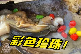 小章表弟赶海捡到大带子，扒开里边竟然有彩色的珍珠！好神奇！视频封面