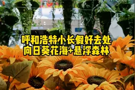 呼和浩特小长假好去处，向日葵花海+悬浮森林视频封面