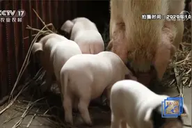 青年企业家养猪12年被誉为“西部土猪王”视频封面