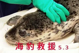 纪录片：鱼钩挂在海豹的嘴上，小海豹紧紧守护，救援过程紧张刺激视频封面