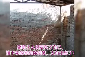 猪听主人说要卖了自己，接下来的举动你别笑，太有出息了！视频封面