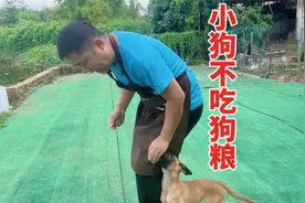 小狗不吃狗粮的原因有哪些？训犬师讲解其中缘由，看看你是否中招视频封面