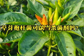 枯草芽孢杆菌可以用来治各种病害吗？效果咋样？视频封面