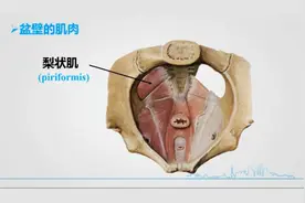 人体解刨学：9.1盆部的解剖—盆壁和盆腔脏器的解剖视频封面