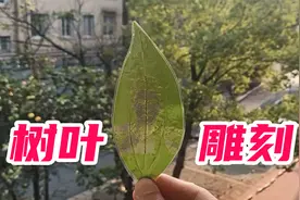 在树叶上雕刻图案！帅小伙挑战雕叶雕，你们猜我成功了吗？视频封面