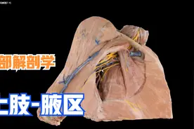 局部解剖学-上肢（腋区）视频封面