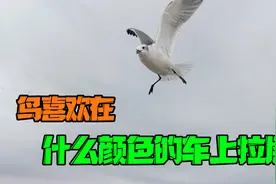 美国专家：鸟最喜欢在红色车上拉屎，这是真的吗？