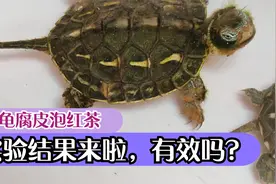 乌龟腐皮腐甲泡红茶试验结果，确实有效果，但没有传说中那么神奇视频封面