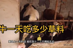 牛一天吃多少草和料？小薛养90头牛，母牛一年吃1万斤！