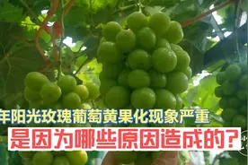 今年阳光玫瑰葡萄黄果化现象严重，是因为哪些原因造成的？视频封面