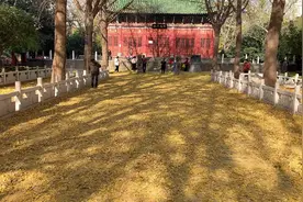 郑州一公园银杏落叶铺成百米“黄金大道“，市民争相拍照打卡视频封面