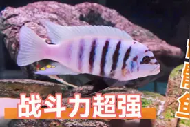 大骷髅鱼，战斗力超强，鱼缸中的霸主，堪比非洲平头哥视频封面