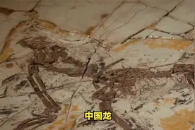 中国龙？云南发现真中国龙！
