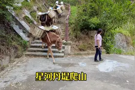 深圳人在惠州的生活分享，爬山中的一些趣事片段，看大亚湾全景。视频封面