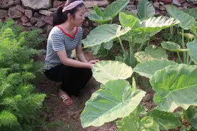 在农村不会区分香芋和芋禾的，刘灵靖：记住中间紫色的点，就懂了视频封面