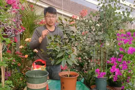 茶花什么季节适合换盆？认准这一点，发根速度最快视频封面