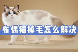 布偶猫掉毛怎么解决？将这4件事情做好，有效缓解视频封面