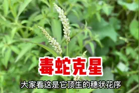 辣蓼又名水蓼，号称“毒蛇克星”，捣碎作用厉害了，很多人不知道视频封面