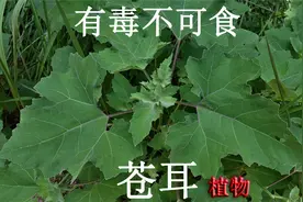除湿草“苍耳”您认识吗？全草有毒不可食！一起来了解用途与价值视频封面