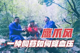 侗医如何治疗高血压和肝腹水，野生草药难采挖，这种草药有何独特视频封面