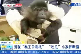 最惨“吃瓜”群众！小猴围观打架被误伤，摔断腿住进了医院视频封面