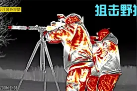 无人机勘察野猪群，夜视仪狙击野猪，一个晚上装满皮卡车，发财了视频封面