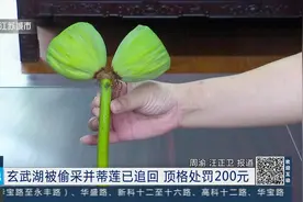 零距离0730 南京：难得一见额并蒂莲被偷采，只罚款200元视频封面