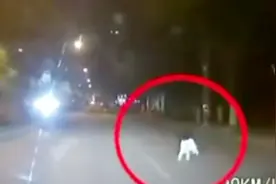 撞死宠物狗车主主责，交警回应：狗绳未牵，改判狗主人负主责视频封面