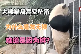 大熊猫从高空坠落，为什么毫发无损，难道是因为胖？视频封面