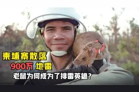 柬埔寨散落近900万地雷，排雷牺牲无数人，为何老鼠却成了英雄？视频封面