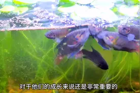 中国斗鱼真的不难养，好的环境加上高蛋白饲料，发色就轻而易举。视频封面
