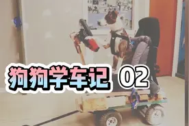 教狗学开车？听着都新鲜视频封面