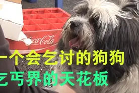 一个会要饭的狗 人送外号乞丐皇帝视频封面