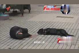 你会怎么做：拉布拉多犬见主人晕倒，一脸着急的向路人示好求助视频封面