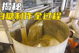 甘蔗是如何制造成白糖的？揭秘白糖制造全过程视频封面