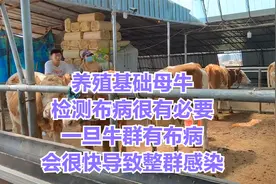 养殖基础母牛检测布病很必要，一旦牛群有布病会很快导致整群感染视频封面