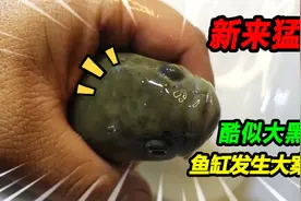 25厘米银点雷龙强势入缸，原生海缸发生惊奇之事，小青蛇蜕皮不止视频封面