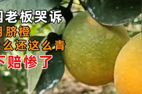 果园老板哭诉，12月了为什么脐橙皮还这么青，这下可赔惨了视频封面