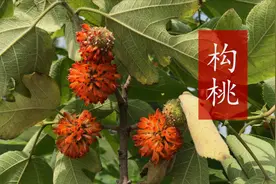 构桃被称为“天然肾宝”，能够补肾强筋骨，酷似杨梅口感好视频封面