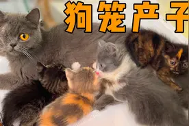 超勇独眼英短蓝猫狗笼产子，生出的小猫竟五彩斑斓！视频封面