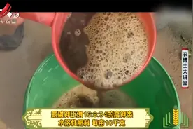 樱桃番茄转色完成，可以成熟采收了，为什么果实清晨采收最好？视频封面