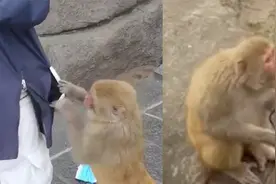 成精了！江苏花果山一女子被猴子强行搜身，扒腿掏兜抢走化妆品