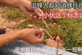 追蜂人都知道蜂标多重要，小伙说一个蜂标绑好了，一窝蜂手到擒来