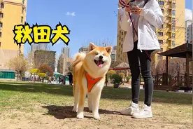 “忠犬八公”中的原型秋田犬洗澡视频 可爱到让人把持不住~视频封面
