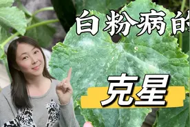 防治白粉病的方法