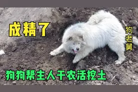 为这个家这条狗真是操碎了心，每天都帮主人干农活挖土，太懂事了视频封面