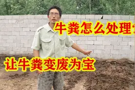 农村养牛场牛粪太多怎么办？处理方式一绝，让牛粪变废为宝视频封面