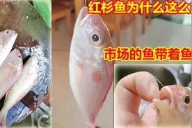 新鲜美味的红杉鱼为什么市场上买回来还带着鱼钩鱼线？这鱼要多吃视频封面
