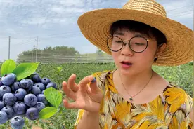 吃了这么多年蓝莓，殊不知道蓝莓树长这样，今天长见识了 ！视频封面