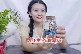 适合懒人养的网红生态海藻球，看起来太像假的了，能养活吗？视频封面